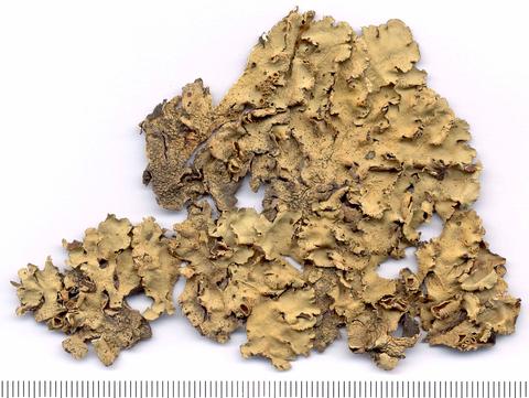 p_masonii_ferraro_215_argentina_holotype-ctes_1200dpi_aas_red.jpg