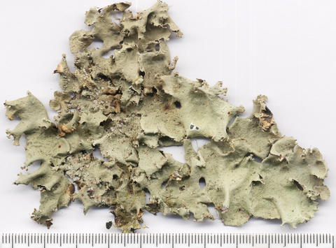 parmotrema_hypomiltoides_spielmann_1262_1200.jpg