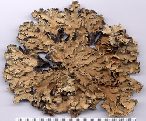 p_consors_spielmann_1300_1200.jpg