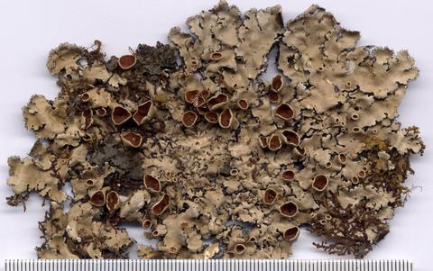 p_consors_spielmann_690b_1200.jpg